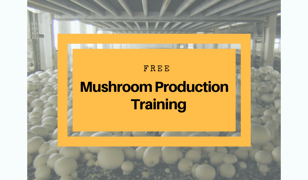 Free Mushroom Production Training in Philippines 2019